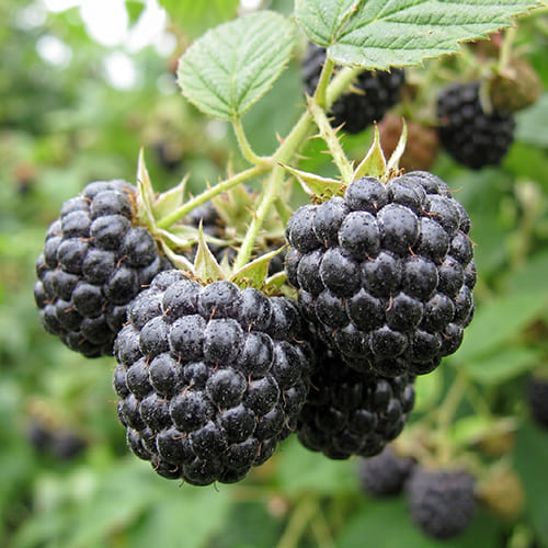 Малина черная Black Jewel Малина черная Black Jewel