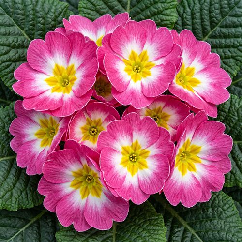 Примула бесстебельная Pioneer Rose Bicolor Примула бесстебельная Pioneer Rose Bicolor