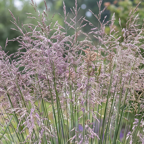 Молиния голубая Heidebraut