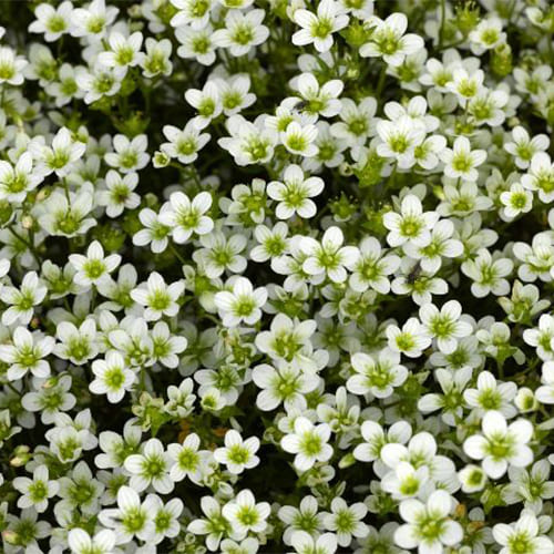 Камнеломка Арендса Highlander White Камнеломка Арендса Highlander White