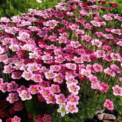 Камнеломка Арендса Lofty Pink Shades Камнеломка Арендса Lofty Pink Shades