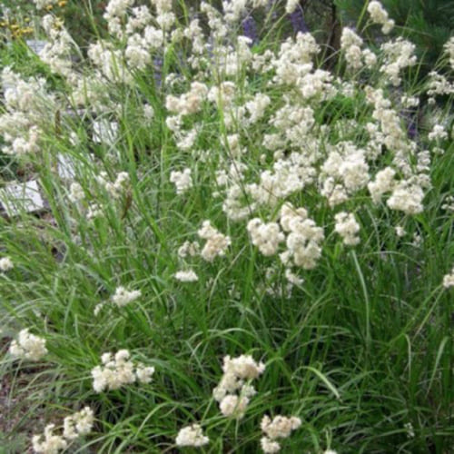 Ожика снежно-белая Blanc White Ожика снежно-белая Blanc White