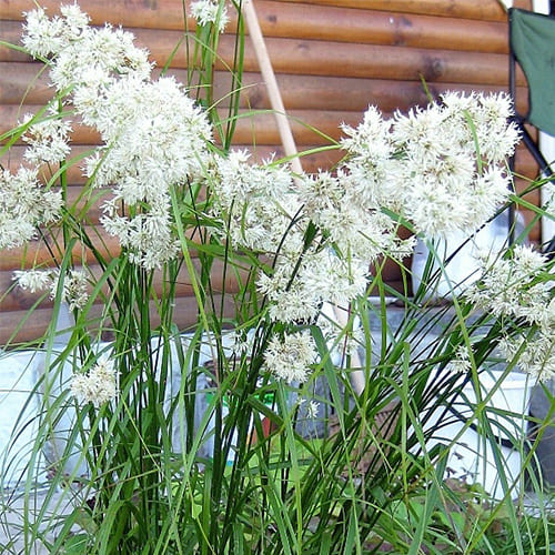 Ожика снежно-белая Blanc White Ожика снежно-белая Blanc White