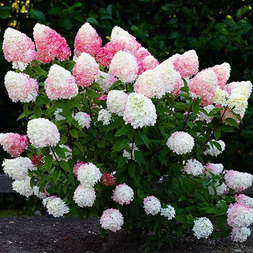 Гортензия метельчатая Pink and Rose