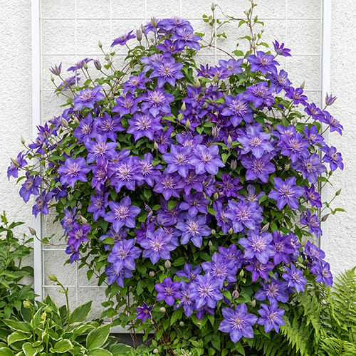 Клематис крупноцветковый Multi Blue Клематис крупноцветковый Multi Blue