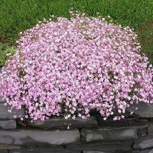Гипсофила метельчатая Pink Гипсофила метельчатая Pink