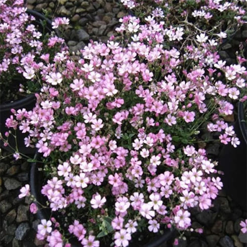 Гипсофила метельчатая Pink Гипсофила метельчатая Pink