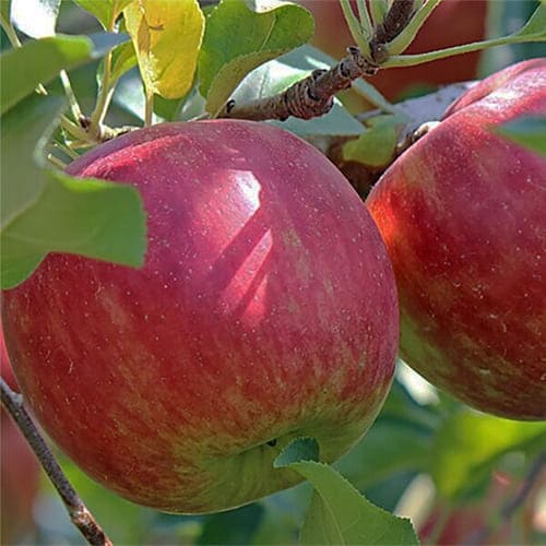 Яблоня осенняя Жигулевское Яблоня осенняя Жигулевское