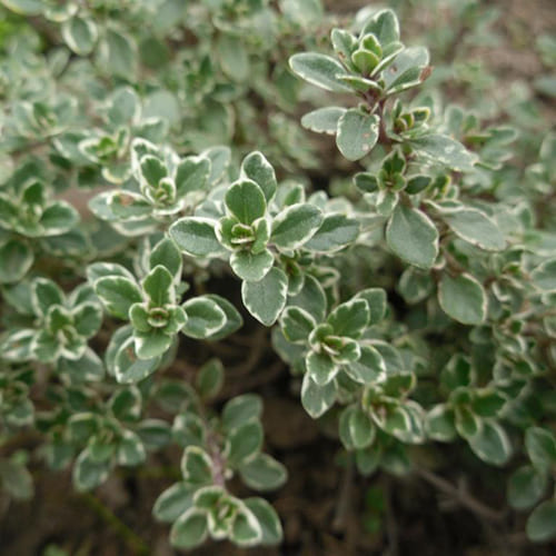 Тимьян лимоннопахнущий Lemon Variegated Тимьян лимоннопахнущий Lemon Variegated