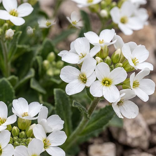 Арабис кавказский Little Treasure White