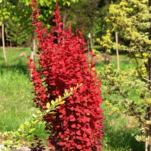 Барбарис Тунберга Red Rocket Барбарис Тунберга Red Rocket
