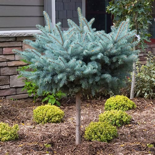 Ель колючая Glauca Globosa на штамбе Ель колючая Glauca Globosa на штамбе