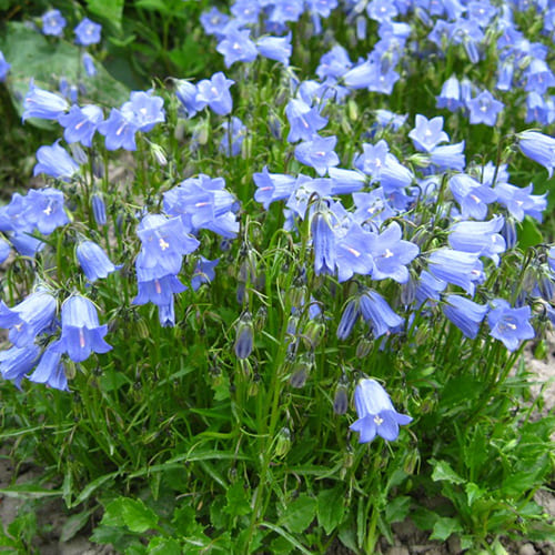 Колокольчик ложечницелистный Alpine Breeze Blue Колокольчик ложечницелистный Alpine Breeze Blue