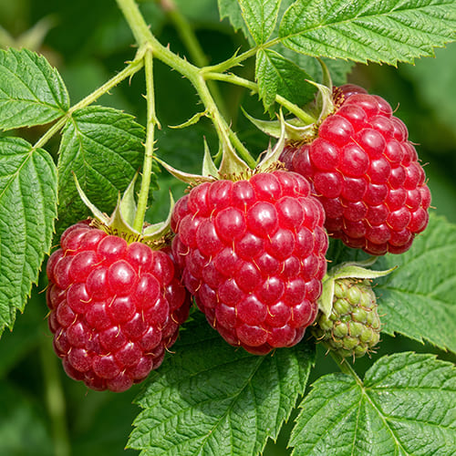Малина сортовая Солнышко