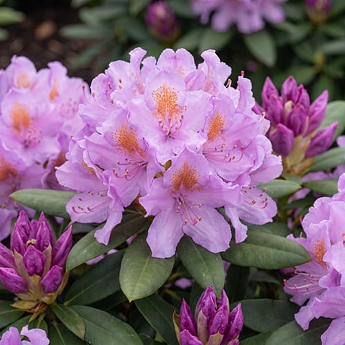 Рододендрон катевбинский Grandiflorum