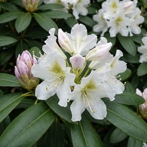 Рододендрон гибридный Conningham`s White Рододендрон гибридный Conningham`s White