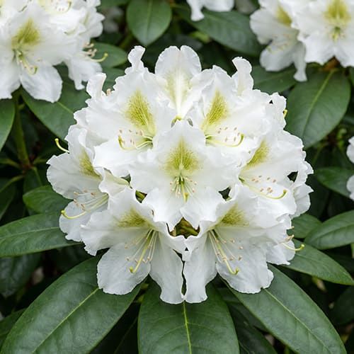Рододендрон гибридный Conningham`s White Рододендрон гибридный Conningham`s White