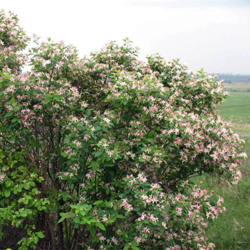 Жимолость татарская Lonicera Жимолость татарская Lonicera