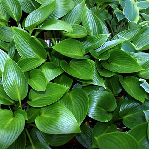 Хоста гибридная Devon Green Хоста гибридная Devon Green