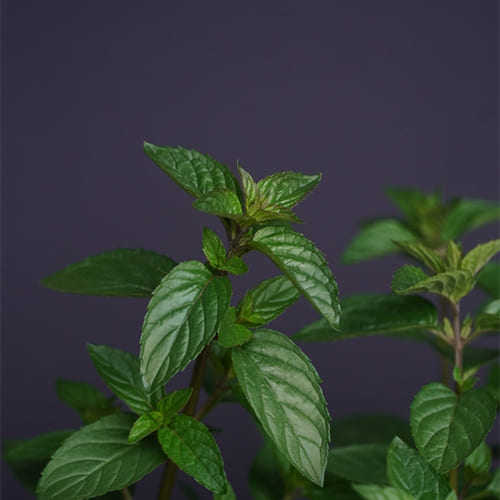 Мята перечная Menta Chocolate Мята перечная Menta Chocolate