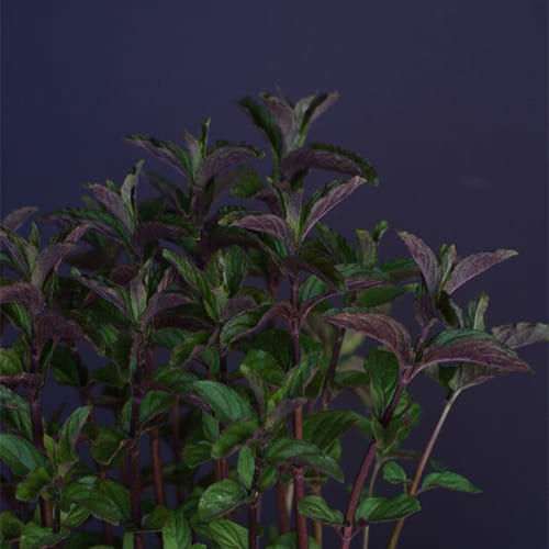 Мята перечная Menta Chocolate Мята перечная Menta Chocolate