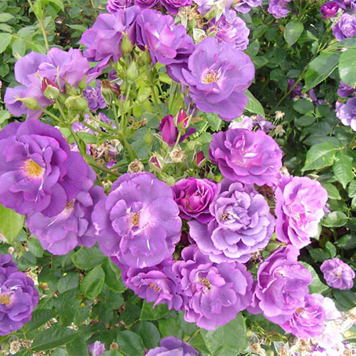 Роза флорибунда Blue for You Роза флорибунда Blue for You