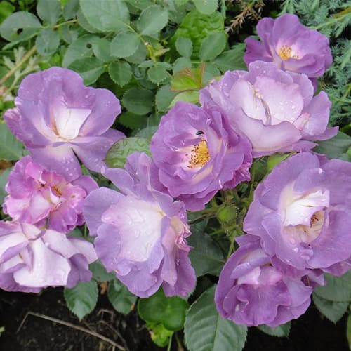 Роза флорибунда Blue for You Роза флорибунда Blue for You
