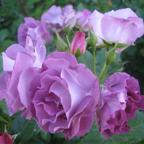 Роза флорибунда Blue for You Роза флорибунда Blue for You