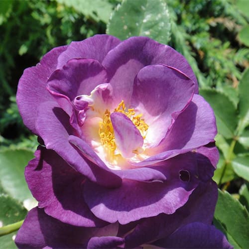Роза флорибунда Blue for You Роза флорибунда Blue for You
