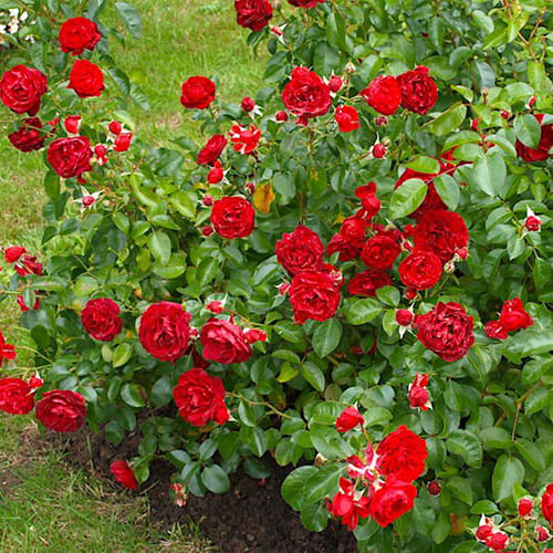 Роза флорибунда Scarlet Bonica Роза флорибунда Scarlet Bonica