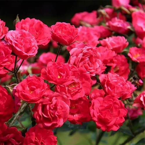 Роза флорибунда Scarlet Bonica Роза флорибунда Scarlet Bonica