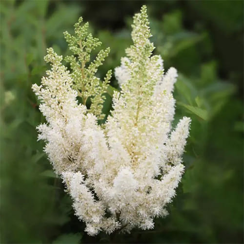 Астильба гибридная Ivory Pearls Астильба гибридная Ivory Pearls