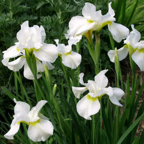Ирис болотный White Ирис болотный White