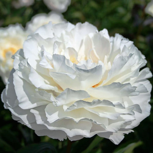 Пион молочноцветковый Gardenia Пион молочноцветковый Gardenia