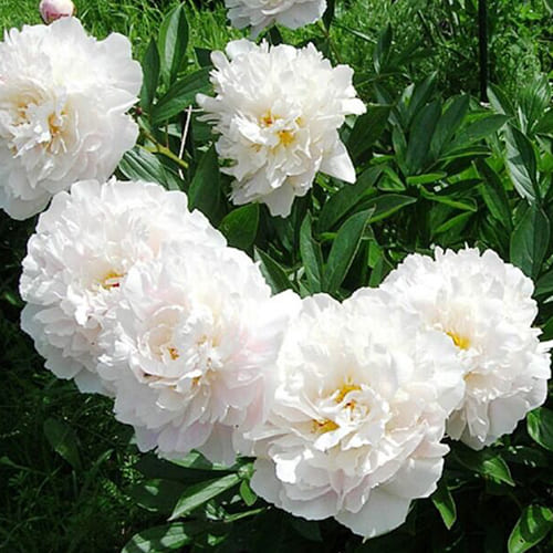 Пион молочноцветковый Gardenia Пион молочноцветковый Gardenia