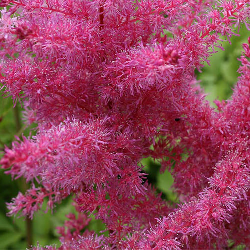 Астильба Арендса Gloria Purpurea Астильба Арендса Gloria Purpurea
