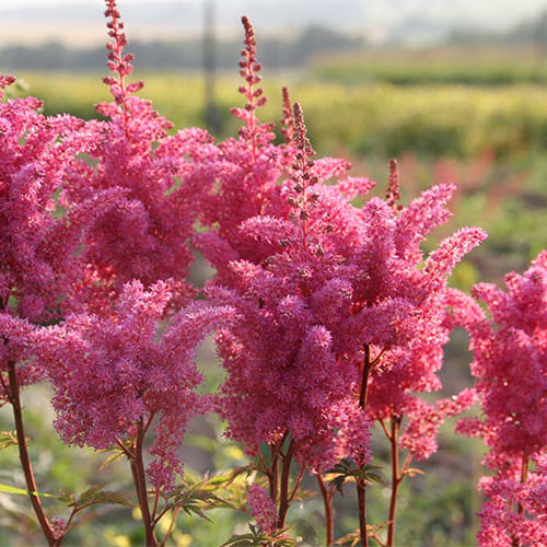 Астильба Арендса Gloria Purpurea Астильба Арендса Gloria Purpurea