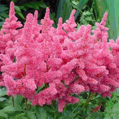 Астильба Арендса Gloria Purpurea Астильба Арендса Gloria Purpurea