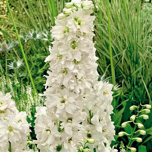Дельфиниум гибридный Magic Fountain Pure White Дельфиниум гибридный Magic Fountain Pure White