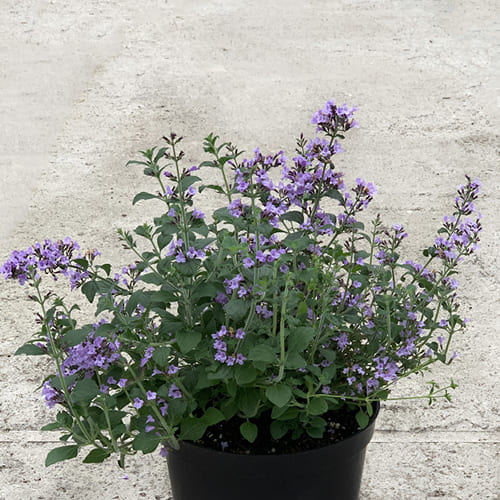 Душевик котовниковый Marvelette Blue Душевик котовниковый Marvelette Blue