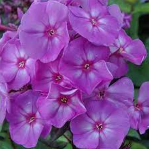 Флокс метельчатый Sweet Summer Temptation Флокс метельчатый Sweet Summer Temptation
