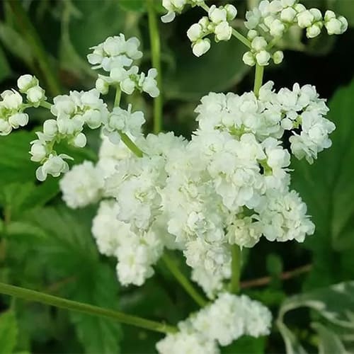 Лабазник вязолистный Plena Лабазник вязолистный Plena