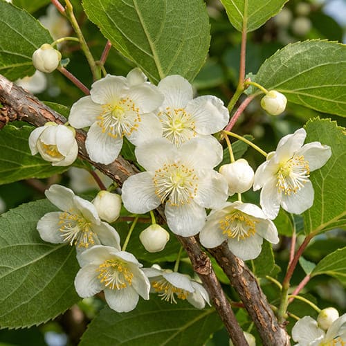 Актинидия коломикта Фестивальный Актинидия коломикта Фестивальный