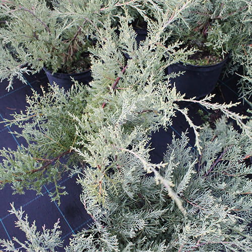 Можжевельник средний Pfitzeriana Glauca Можжевельник средний Pfitzeriana Glauca