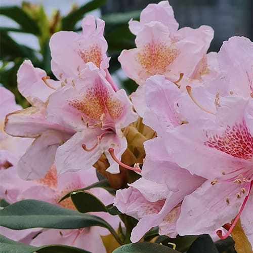 Рододендрон гибридный Conningham Blush Рододендрон гибридный Conningham Blush