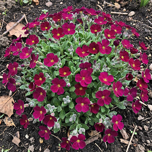 Аубриета Burgundy Аубриета Burgundy