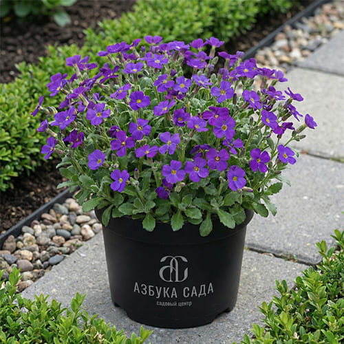 Аубриета гибридная Royal Cascade Purpule-Violet Аубриета гибридная Royal Cascade Purpule-Violet