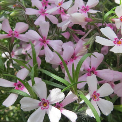 Флокс шиловидный Apple Blossom Флокс шиловидный Apple Blossom