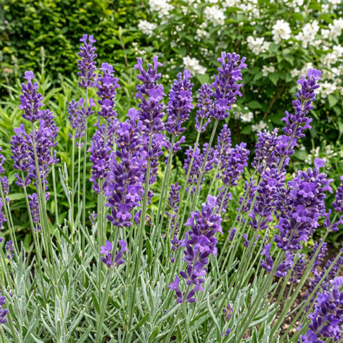 Лаванда узколистная Munstead Variety