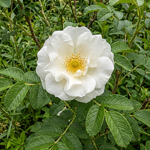 Роза ругоза (морщинистая) White Perfection